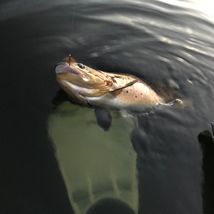 Flytringsfiske Fäbodsjön